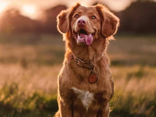 Locais Pet Friendly: restaurantes e alojamento